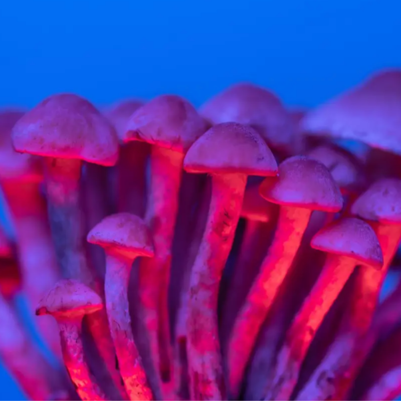 Magic Mushrooms For Sale