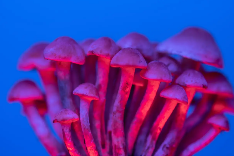 Magic Mushrooms For Sale