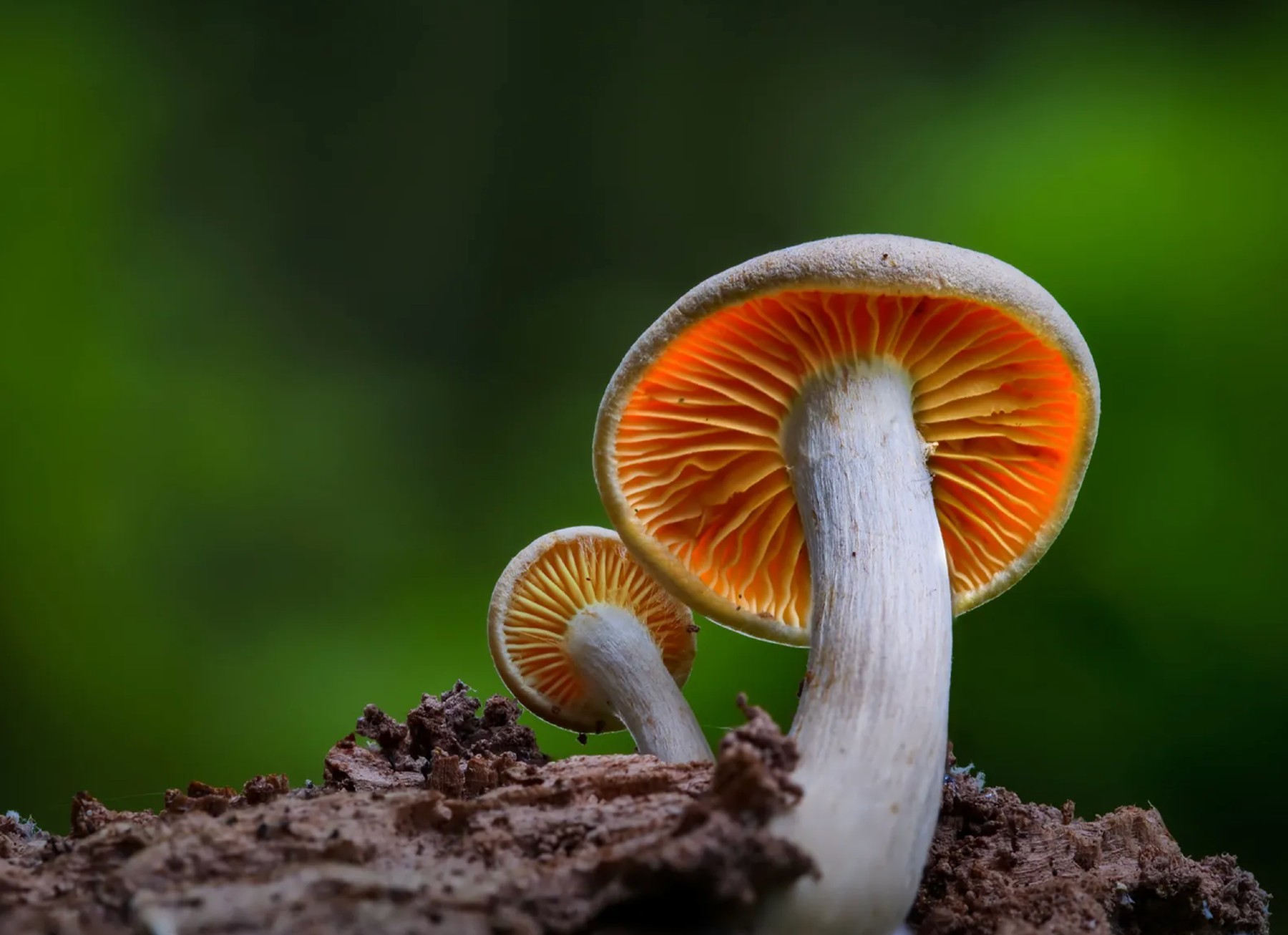 Magic Mushrooms:  A Beginner’s Guide