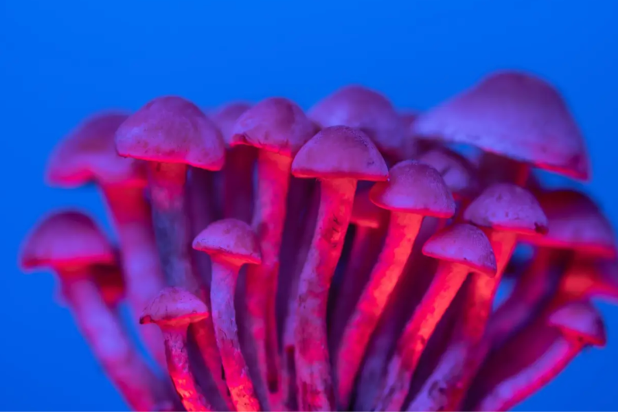 How To Microdose With Magic Mushrooms: A Guide