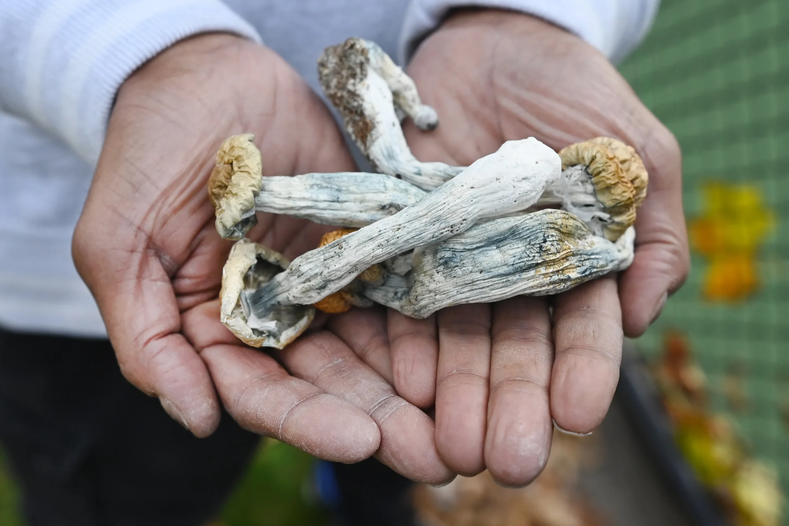 Detroit Magic Mushrooms: What To Know Before You Purchase?