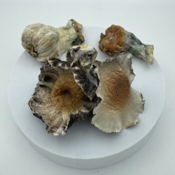 magic mushrooms near warren michigan