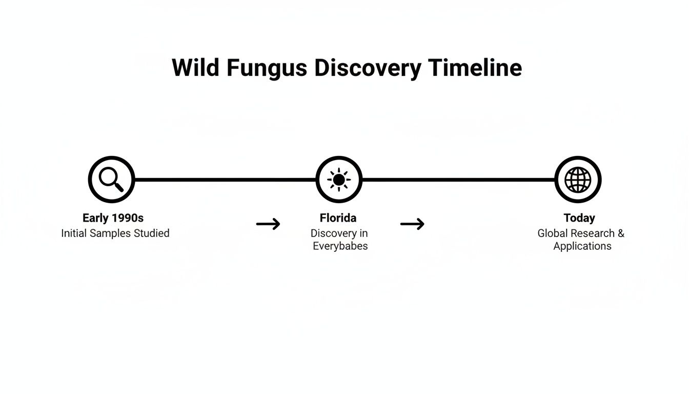 Timeline illustrating wild fungus discovery and research, from early 1990s initial samples to global applications today.