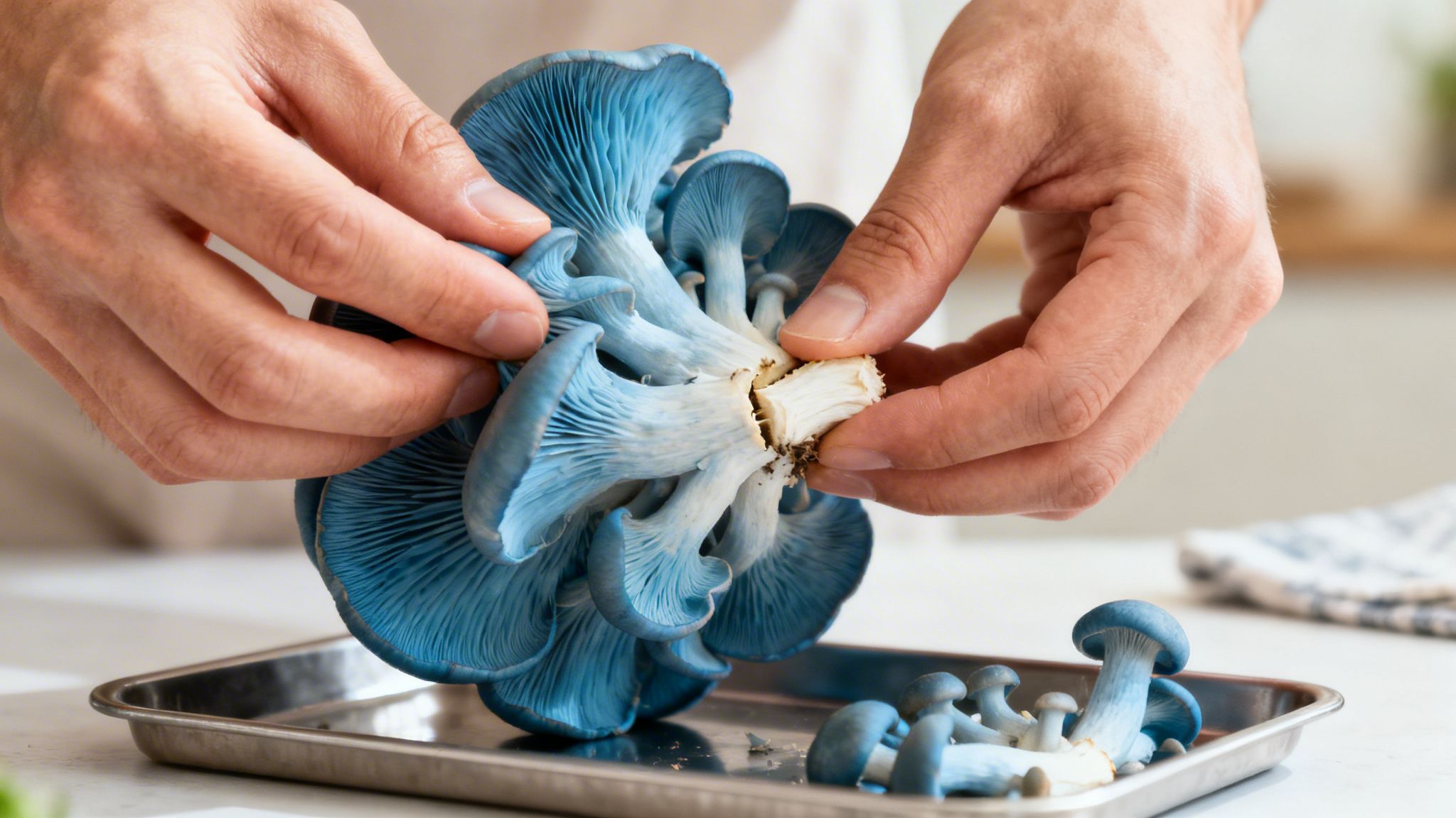 A person's hands carefully separating beautiful blue oyster mushrooms from their cluster.