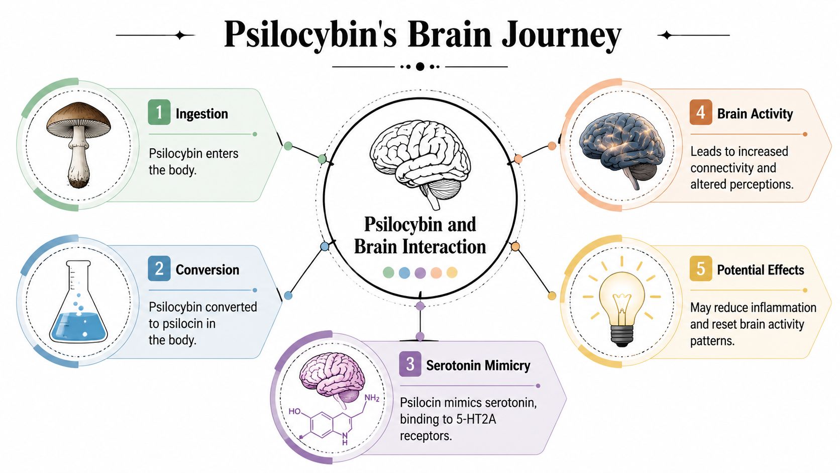 A diagram illustrating the five-step process of psilocybin traveling through the body and interacting with the human brain.