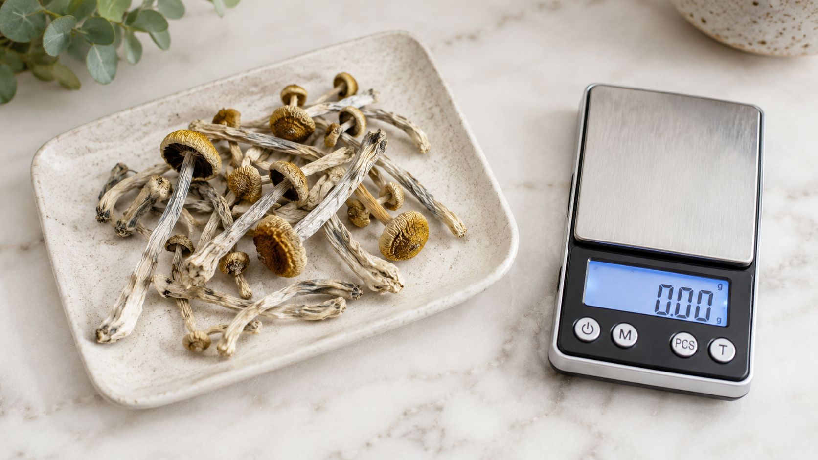 A small plate of dried magic mushrooms placed next to a digital scale on a marble countertop.