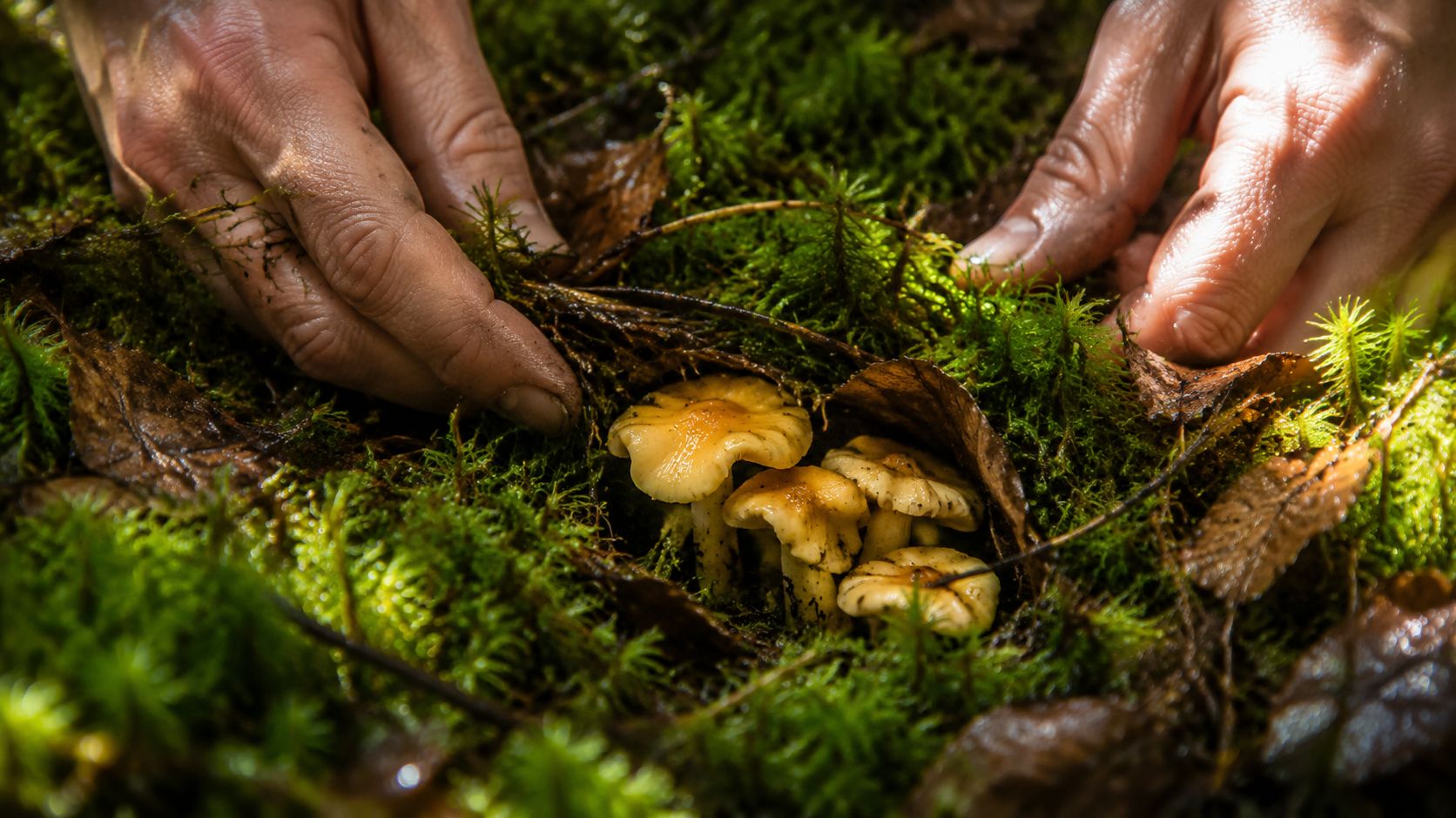 A person carefully touching delicate wild mushrooms growing in a lush green mossy forest floor.