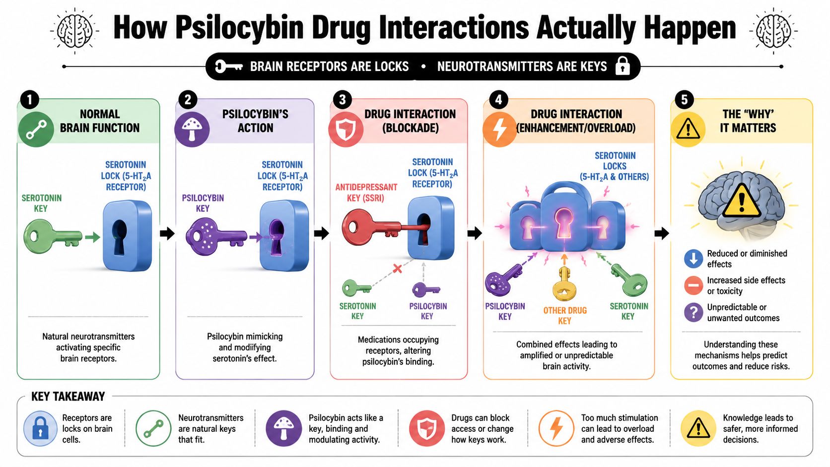 An infographic showing how psilocybin interacts with serotonin receptors in the brain through various drug combinations.