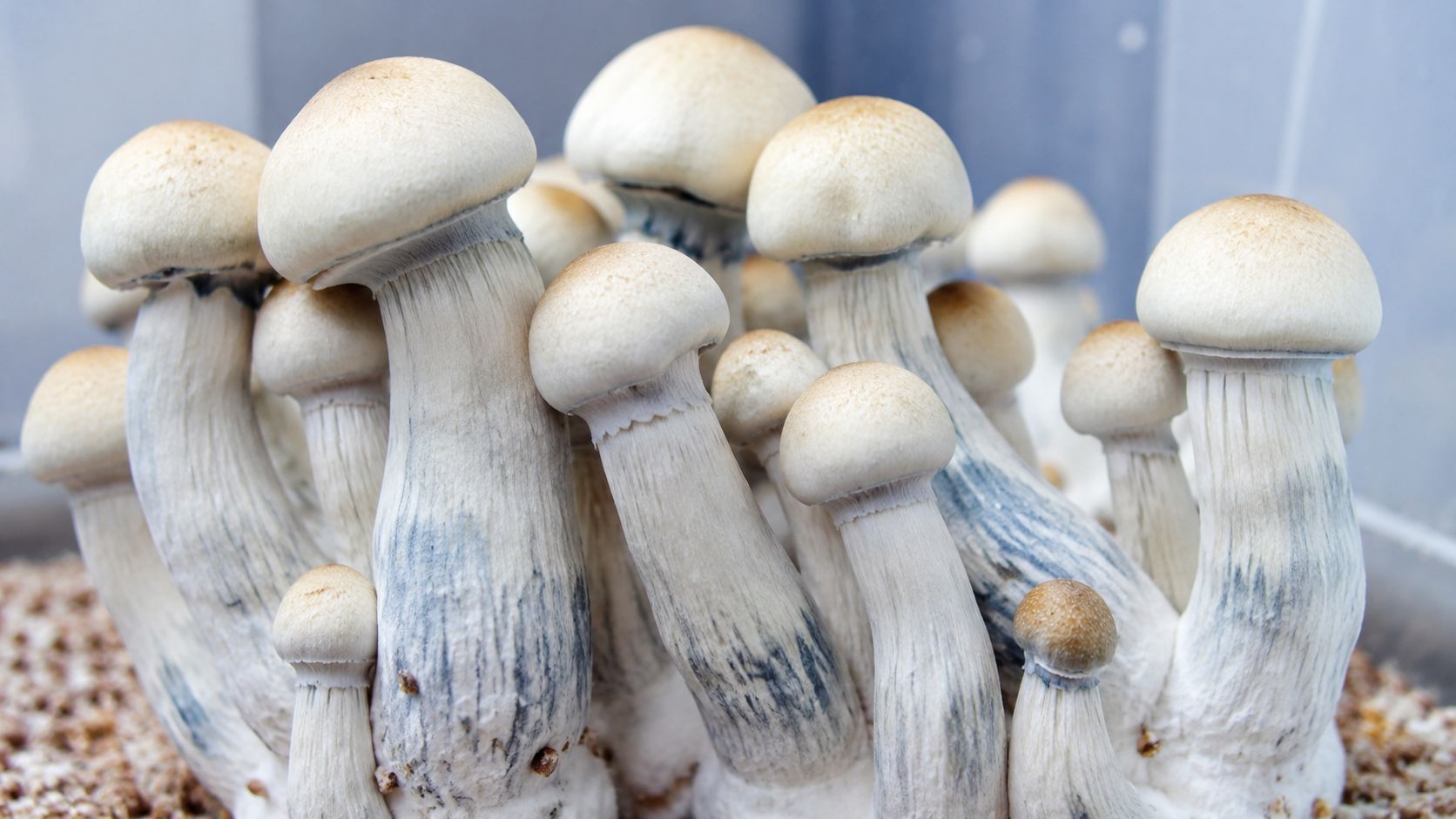 A close-up view of Steel Magnolia mushrooms growing together in a dense cluster within a tub.