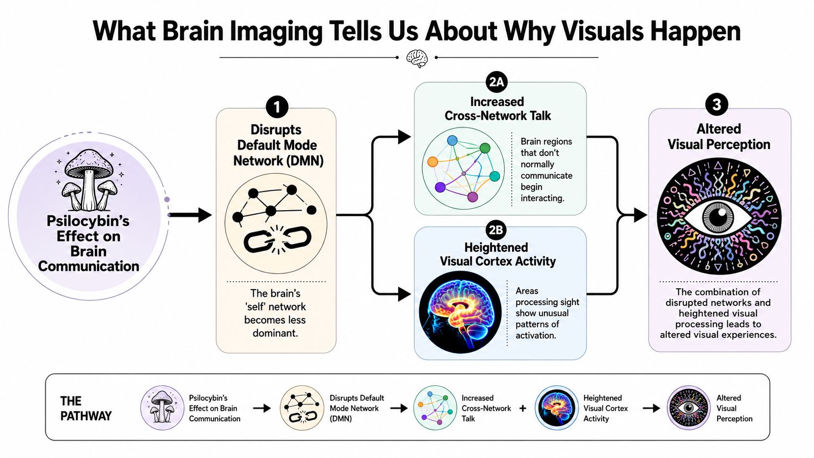 A diagram explaining how psilocybin affects brain communication, leading to altered visual perception and sensory experiences.