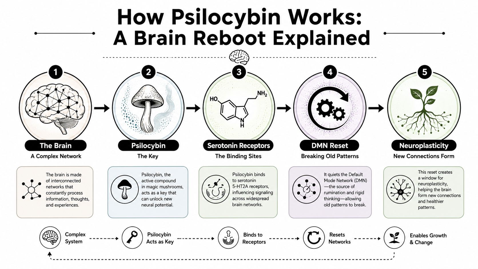 An infographic diagram explaining how psilocybin works to trigger a brain reset and promote neuroplasticity.
