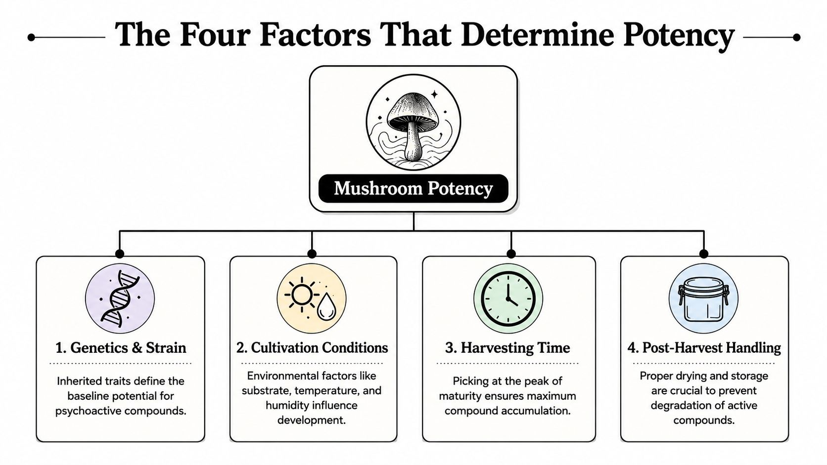 An infographic titled The Four Factors That Determine Potency, explaining genetics, cultivation, harvesting, and post-harvest handling for mushrooms.