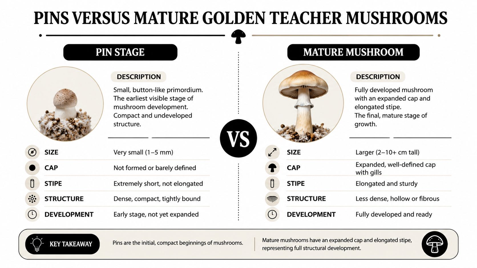 An infographic comparing the physical stages of Golden Teacher mushroom development from pin to maturity.