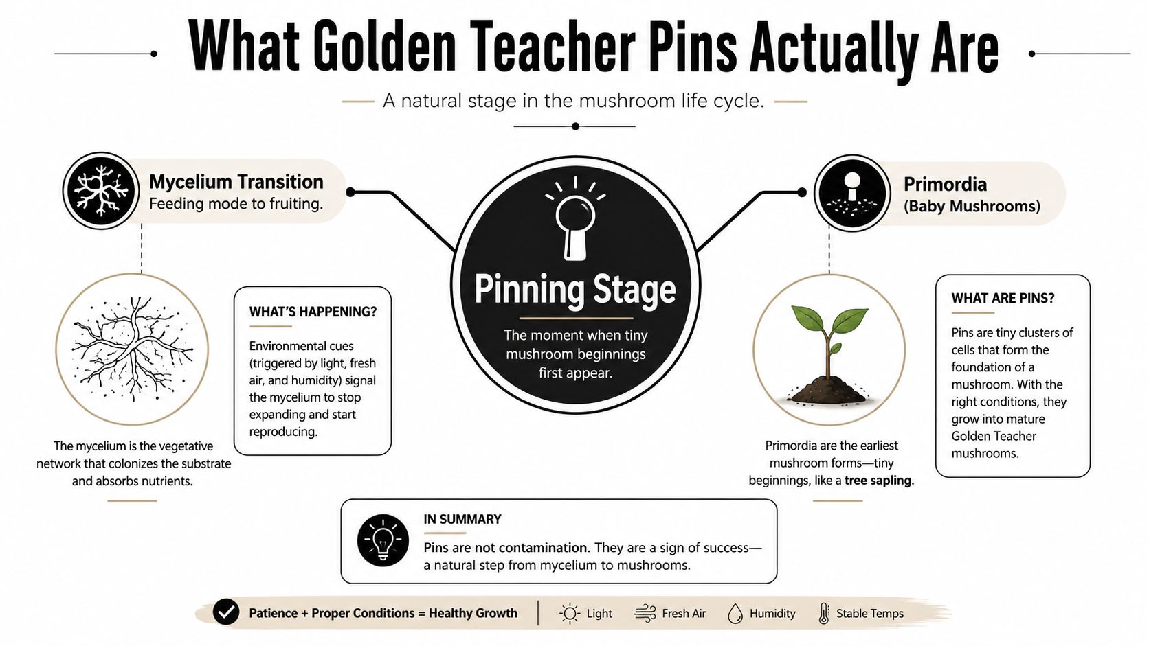 An infographic explaining the mushroom pinning stage, describing the transformation from mycelium to Golden Teacher baby mushrooms.