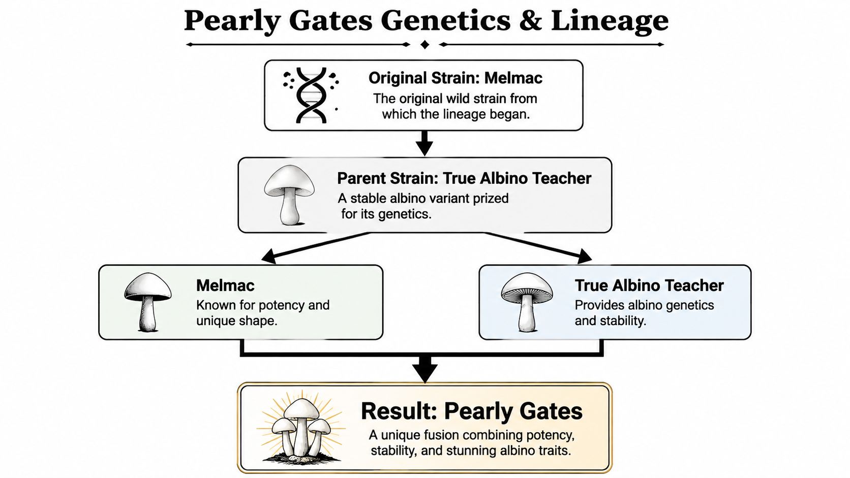 A diagram illustrating the genetic lineage of the Pearly Gates mushroom strain through selective breeding processes.