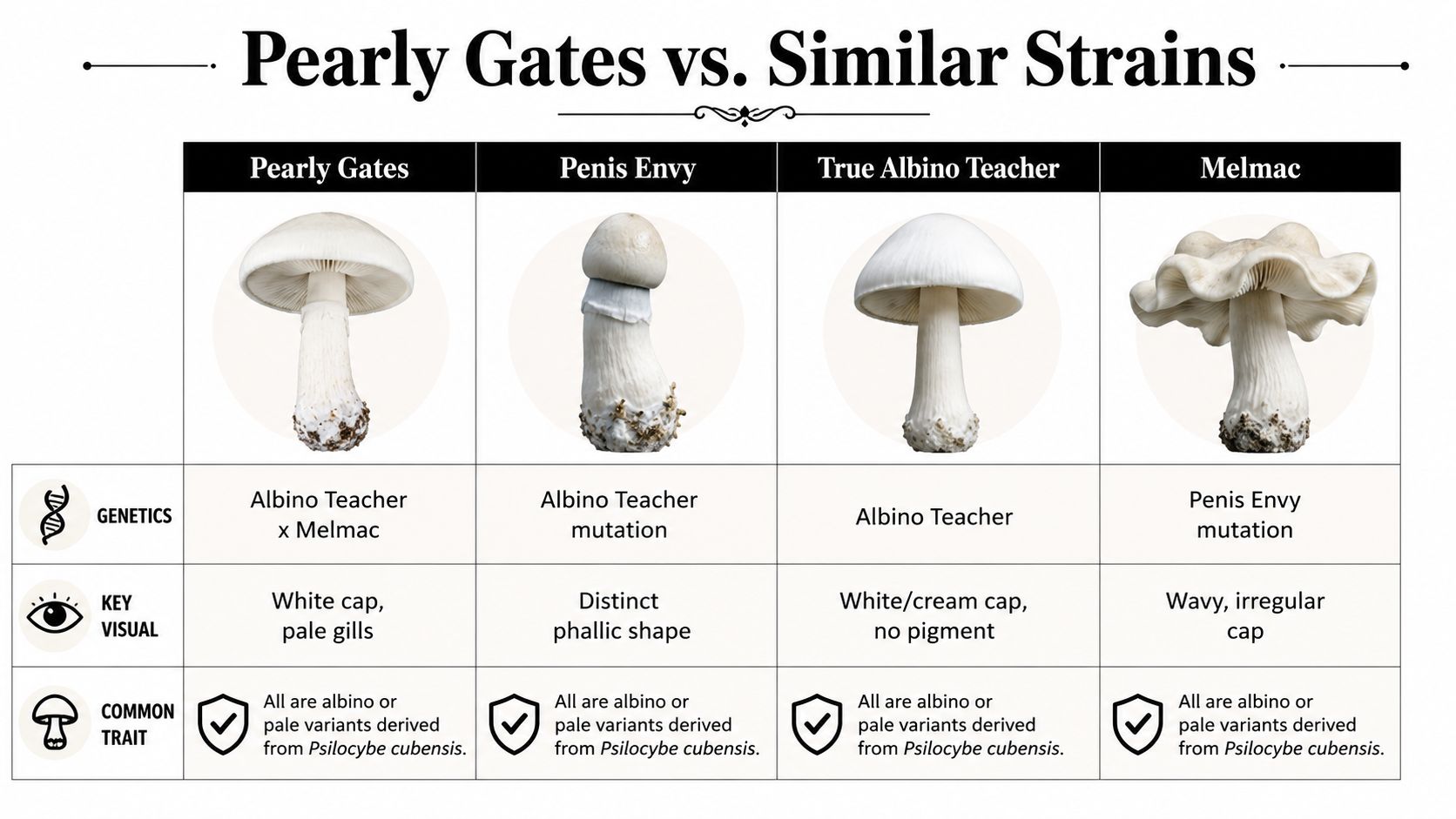 A comparison chart showing Pearly Gates, Penis Envy, True Albino Teacher, and Melmac mushroom strains and their characteristics.