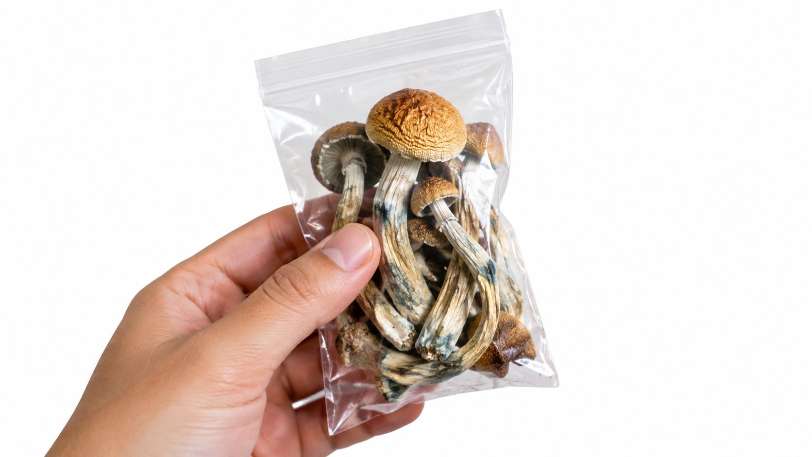 A hand holding a small plastic bag filled with dried Amazonian psilocybin mushrooms on white background.
