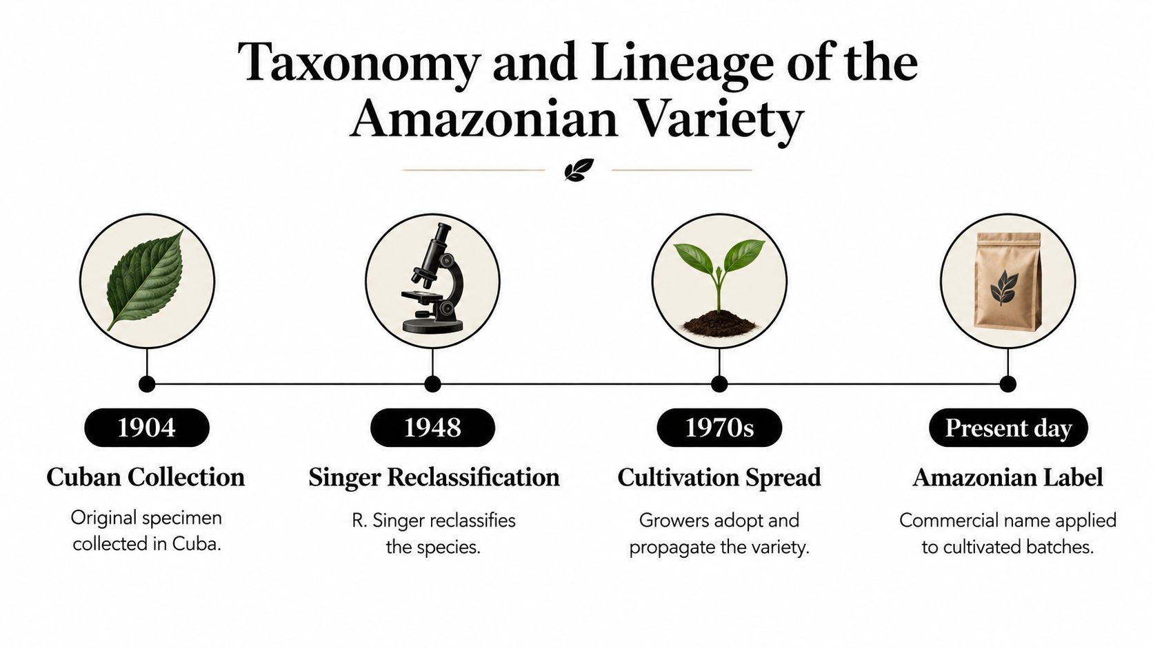 A timeline graphic illustrating the historical taxonomy and development of the Amazonian mushroom strain from 1904 to today.