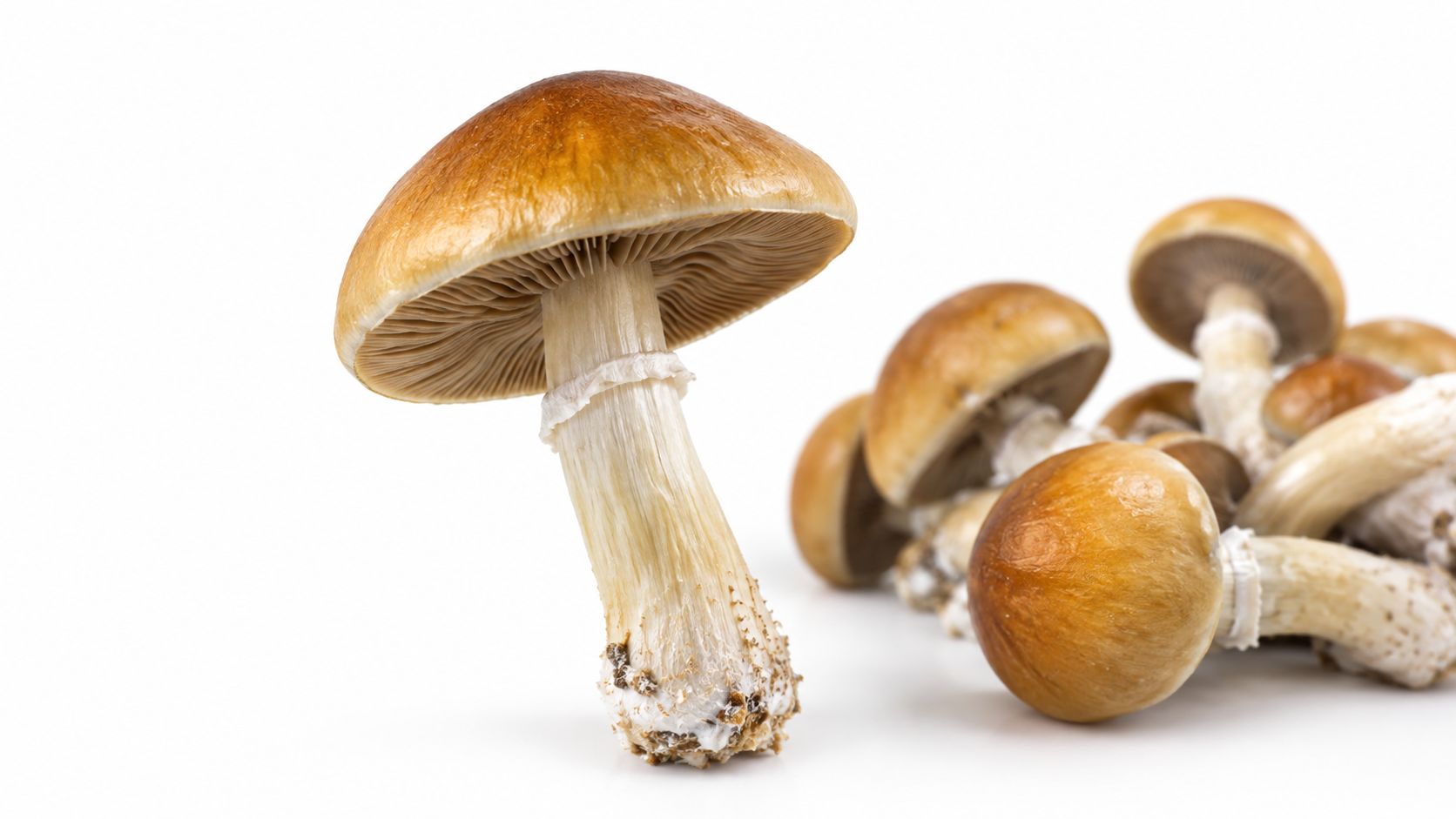 A close-up view of a fresh Golden Mammoth mushroom standing upright next to several others nearby.