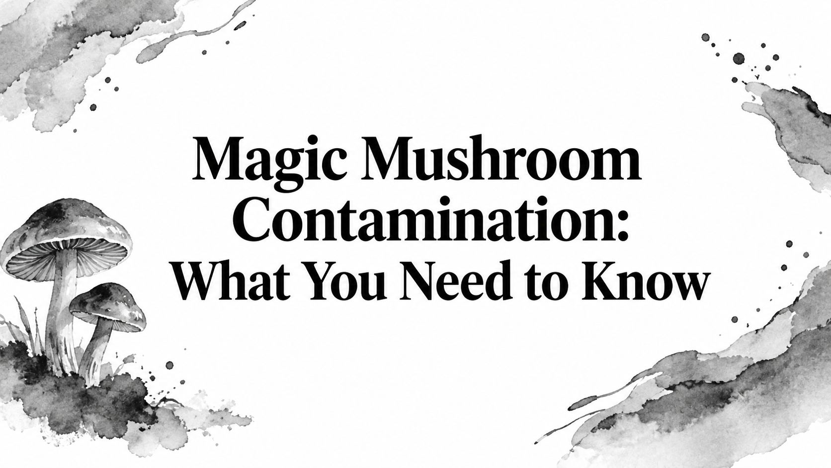 Magic Mushroom Contamination: What You Need to Know