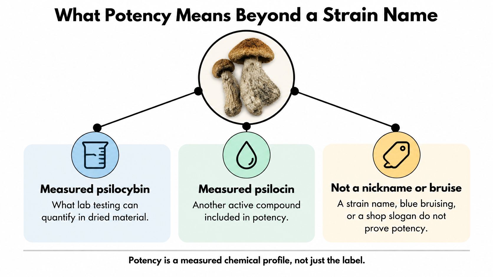 An infographic explaining that mushroom potency is determined by chemical testing rather than names or bruising.