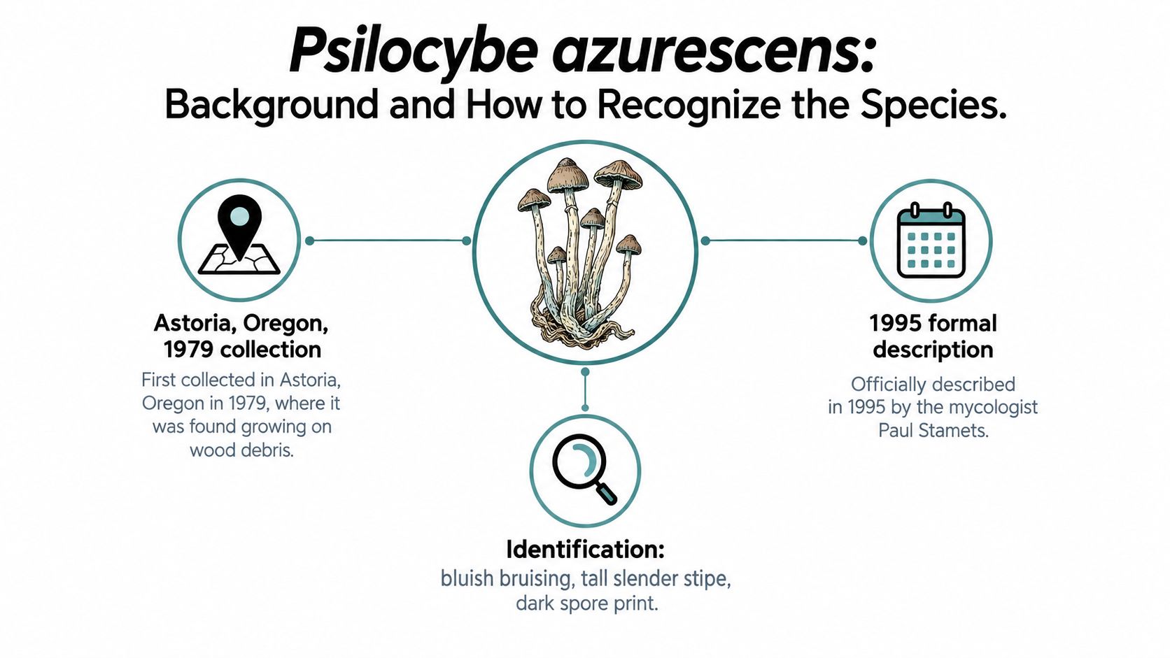An educational infographic about Psilocybe azurescens, covering its historical background, formal description, and key physical identification features.